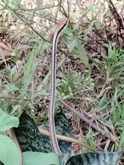 Dendrelaphis pictus