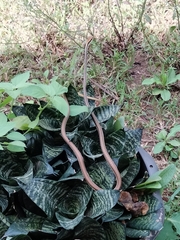 Dendrelaphis pictus