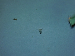 Tipanaea patulella