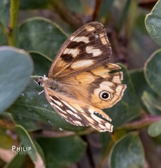 Heteronympha solandri