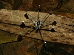 Dolomedes mankorlod