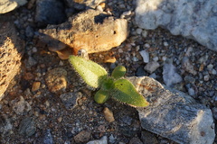 Plantaginaceae