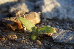 Plantaginaceae
