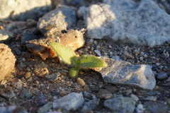 Plantaginaceae