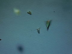 Tipanaea patulella