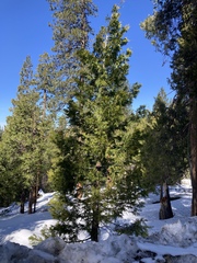 Calocedrus decurrens