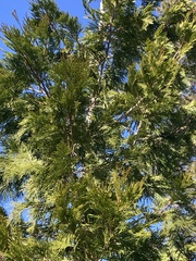 Calocedrus decurrens