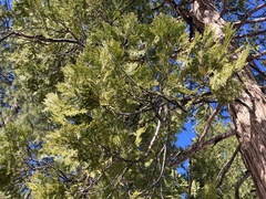 Calocedrus decurrens