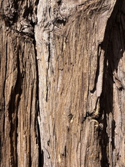 Calocedrus decurrens