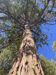 Calocedrus decurrens