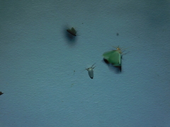 Tipanaea patulella
