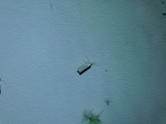 Tipanaea patulella