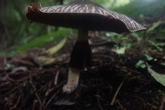 Agaricus rotalis