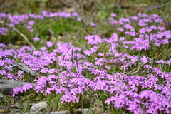 Polemoniaceae