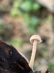 Tubaria conspersa