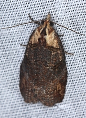 Cryptoptila australana