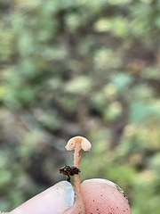 Tubaria conspersa