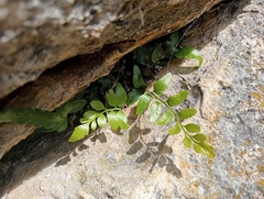 Asplenium lyallii