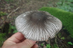 Agaricus rotalis