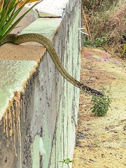 Masticophis fuliginosus