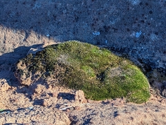 Petrophytum caespitosum