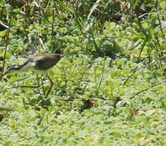 Jacana jacana