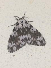 Lymantria fuliginosa