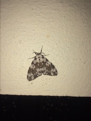 Lymantria fuliginosa