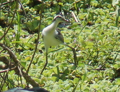 Jacana jacana