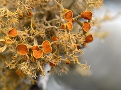 Teloschistes flavicans