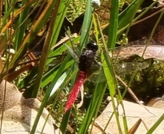 Orthetrum chrysis