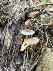 Bolbitius aleuriatus