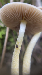 Bolbitius aleuriatus