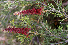 Grevillea neorigida
