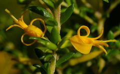 Persoonia terminalis recurva