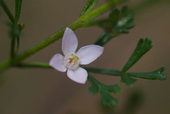 Cyanothamnus anemonifolius