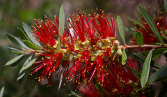 Melaleuca recurva