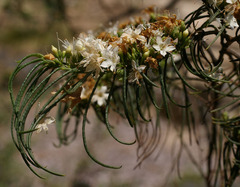 Myoporum floribundum