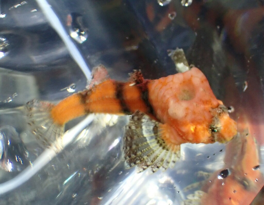 Deep-pitted poacher (Bothragonus swanii) — Agonidae