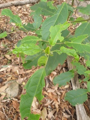 Clerodendrum tomentosum