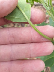 Clerodendrum tomentosum