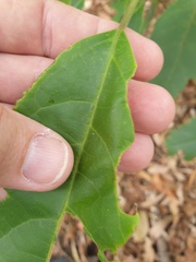Clerodendrum tomentosum