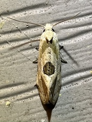 Aethes angustana