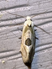 Aethes angustana