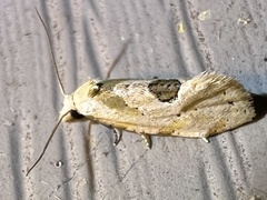 Aethes angustana
