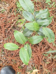 Celastrus subspicatus