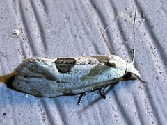 Aethes angustana