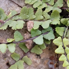 Psychoides verhuella