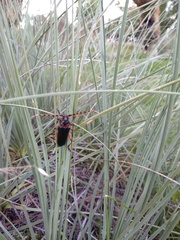 Stenaspis verticalis