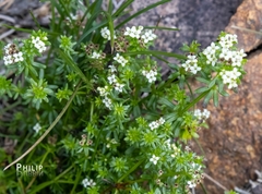 Asperula conferta